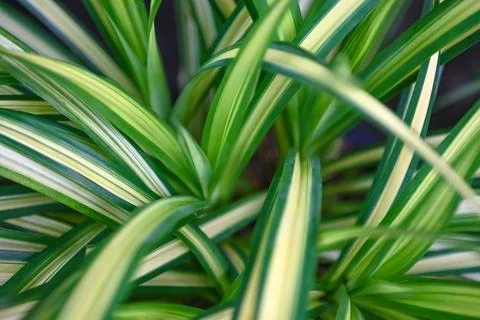 Natural green leaves pattern background, Close up leaf beautiful in the tro.. Stock Photos