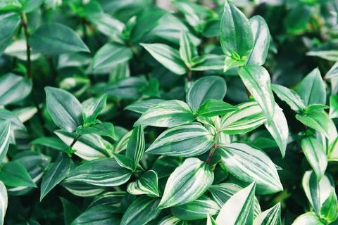 Natural green leaves pattern background - Leaf beautiful in the tropical fo.. Stock Photos