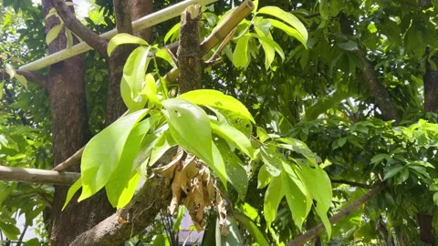 Natural Green Leaves Trees Background in 4K Vídeo Stock 334700501