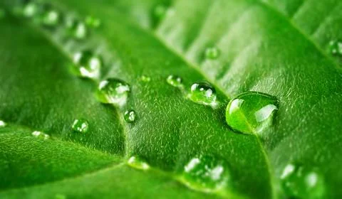 Natural green macro background with raindrops. Stock Photos