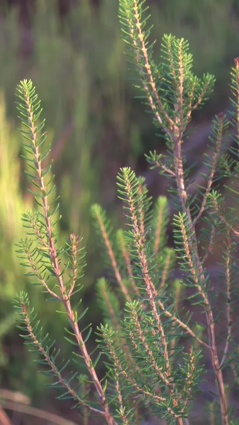 Natural green pattern of dense heather branches background texture Stock Footage 347323721
