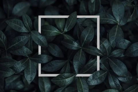 Natural green plant pattern background with white square frame post. Foto stock