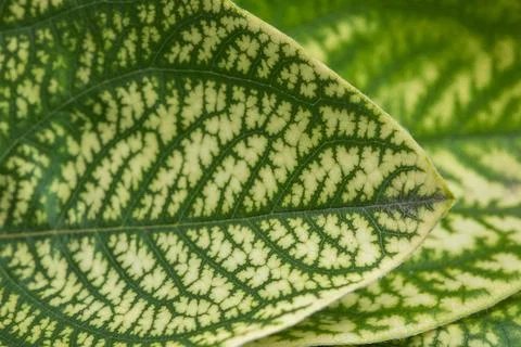 Natural green quince leaf pattern. Foliage leaf texture background. Foto stock