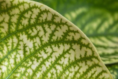 Natural green quince leaf pattern. Foliage leaf texture background. Stock Photos