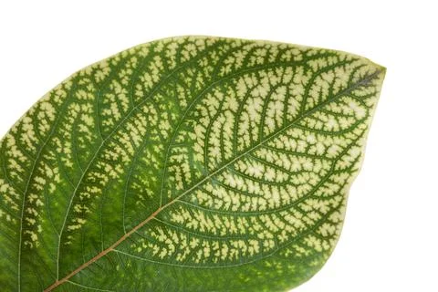 Natural green quince leaf pattern. Foliage leaf texture background. Stock Photos
