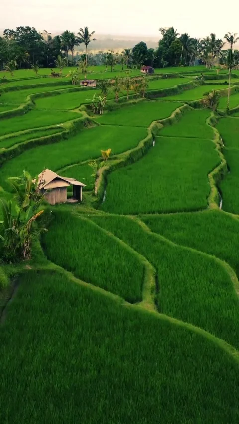 Natural : Green Rice Field In Background Video stock 255797853