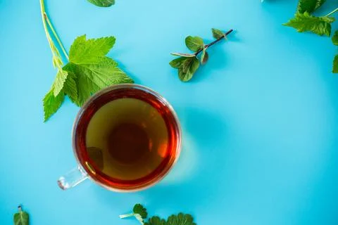 Natural green tea from fresh mint and currant leaves Stock Photos