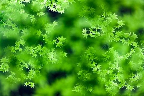 Natural Green Tree Leaf and Sunlight Leaves Background Stock Photos