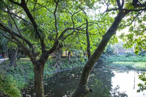Natural Green Tree in the Park Stock Photos