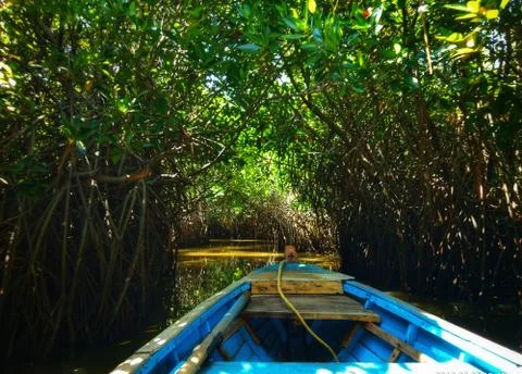 Natural greeny mangrove forest Stock Photos