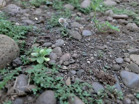 Natural ground surface covered with small grey pebbles and weeds Stock Photos