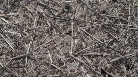 Natural Ground Texture Featuring Ants Sticks and Various Particles Spread Across Stock Footage 312744317