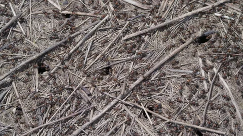 Natural Ground Texture Featuring Ants, Twigs, Soil, and Other Organic Elements i Stock Footage 312745854