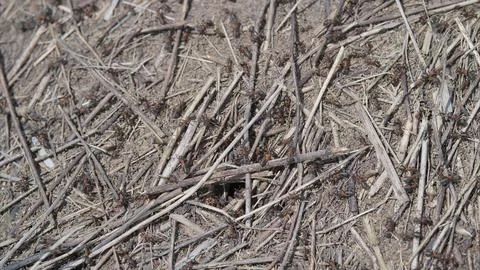 Natural Ground Texture Featuring Ants, Twigs, Debris, and Organic Elements in a Stock Photos