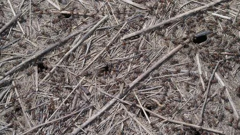 Natural Ground Texture Featuring Ants, Twigs, Soil, and Other Organic Elements i Stock Photos