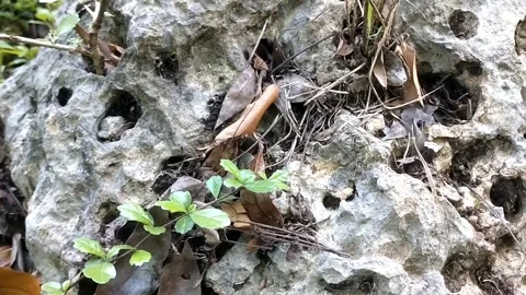 Natural Ground Vegetation Stock Footage 331227898
