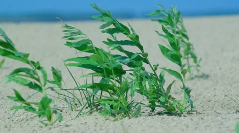 ,natural growth Stock Footage 29325816