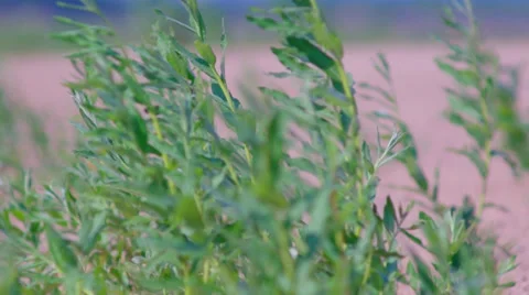 ,natural growth Stock Footage 32362352