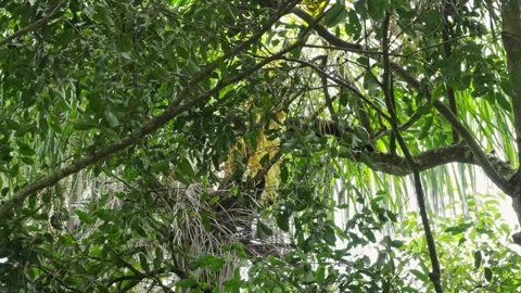 Natural habitat: A capuchin monkey rest on a tree branch in a forest Stockbeeldmateriaal 334815634