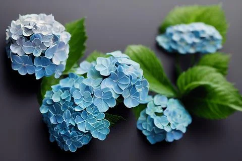 Natural hand-painted material of hydrangea blue flower Stock Illustration