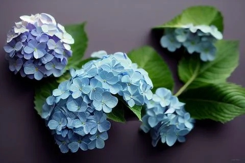 Natural hand-painted material of hydrangea 스톡 일러스트