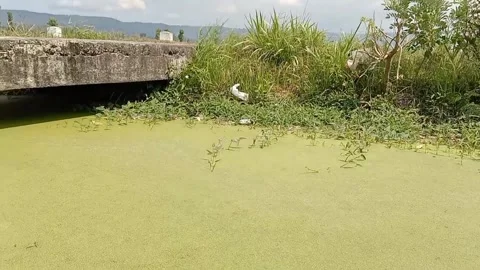Natural harmony in fresh green. 動画素材 337288542