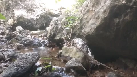 Natural Harmony in a Rocky River Stream Видео 335061737