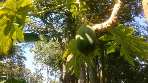Natural Harmony Under the Tree Canopy 库存影片 336165282
