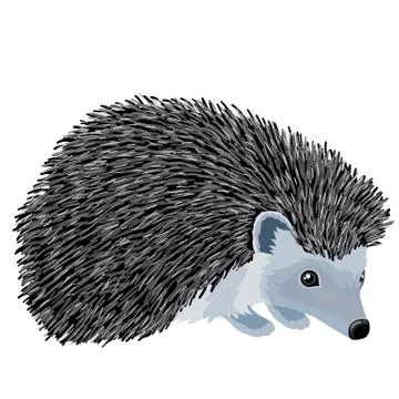 Natural hedgehog from the forest, isolated object on a white background, vect Stock Illustration