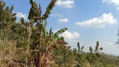 Natural hill view under clear sky. Stock Footage 340058757