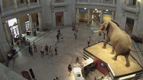 Natural History Museum Stock Footage