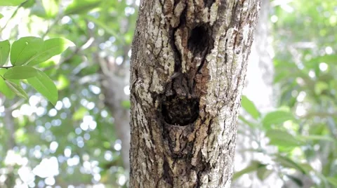 Natural Hive with bees Видео 49673286