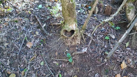 Natural hole in tree trunk with shape of heart, zoom out Vídeo Stock 277538745