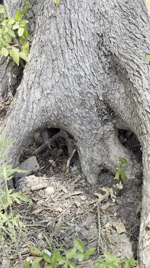 Natural Hollow at Base of Mature Tree Trunk Vídeo Stock 345845071