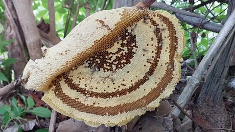 Natural honeycomb with bees crawling inside the forest Stock-Footage 335566487