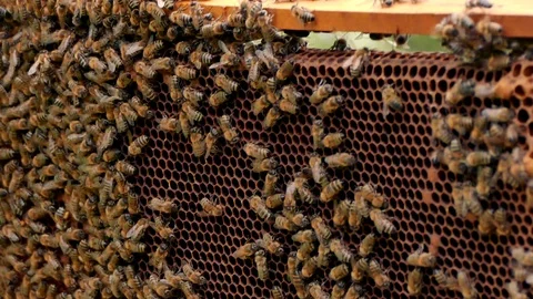 Natural honeycomb. Hives in the apiary, frames with honey. Beekeeping concept. Stock Footage 108476226