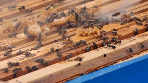 Natural honeycomb. Hives in the apiary, frames with honey. Beekeeping concept. Stock Footage 108476249