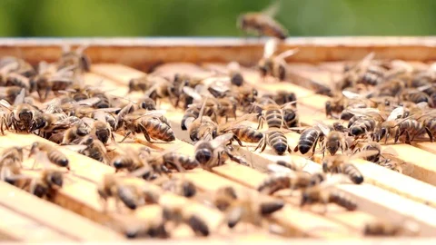 Natural honeycomb. Hives in the apiary, frames with honey. Beekeeping concept. Stock Footage 108476270