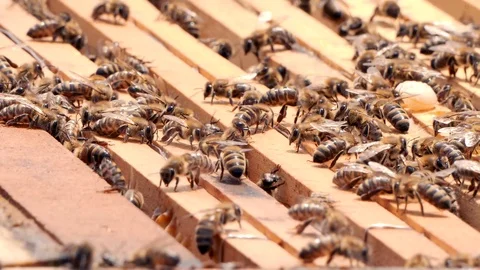 Natural honeycomb. Hives in the apiary, frames with honey. Beekeeping concept. Stock Footage 108476275