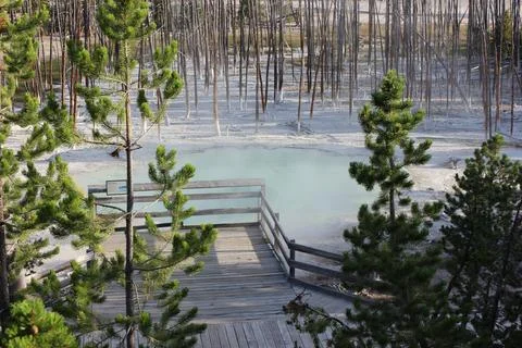 Natural hot spring surrounded by trees in a geothermal area with mist risin.. Stock Photos