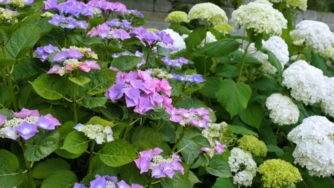Natural hydrangea flowers against the background of green leaves. Stock Footage 86635603