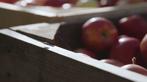Natural Insect on a crate full of apples 스톡 동영상 135104053