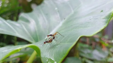 Natural insect mating on tropical leaf Stock Footage 305981850