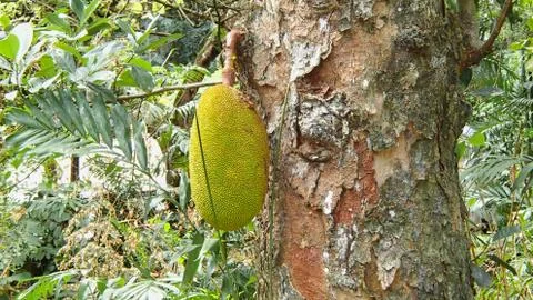 Natural jackfruit bread fruit hanging from a tree on the Seychelles Stock Photos