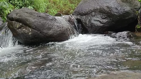 Natural Jungle Stream Flowing Over Stones in Tropical Forest Stock Footage 329757554