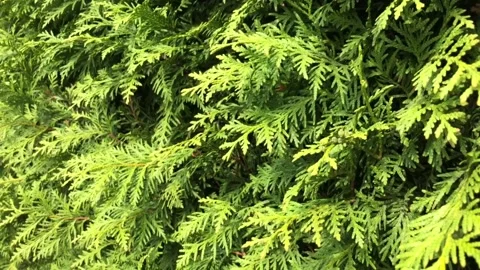 Natural juniper tree leaves slowly swayed by wind blow Video stock 132883630