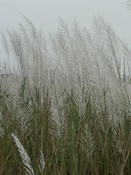 Natural Kans Vegetation Growing Across A Green Field Feathery Grass Plumes .. Stock Photos
