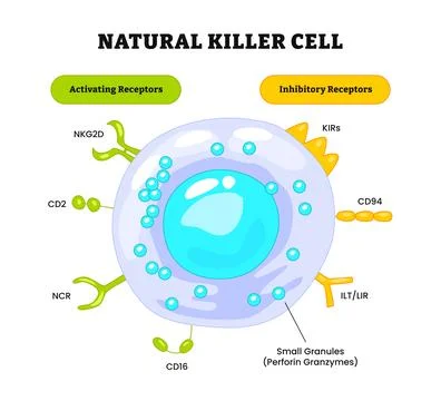 Natural killer cell structure anatomy diagram, medical poster, NK cell rece.. Stock Illustration