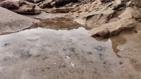 Natural lagoon fish Stock Footage 333582620