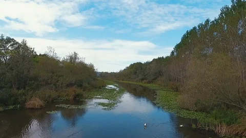 NATURAL LAKE AND FOREST, CLOUDS AND BLUE SKY Stock Footage 110776034